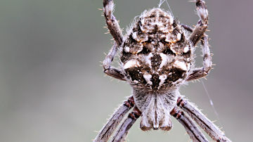 Wallpaper thumb: Knobbled Orbweaver Spider